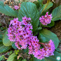 Bergenia