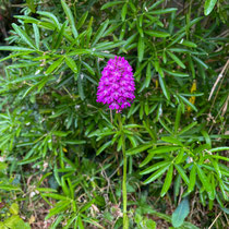 Orchidée sauvage