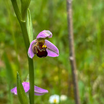 Orchidée abeille