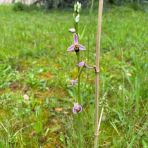 Orchidée abeille