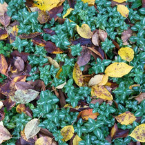 Lamium : couvre-sol persistant