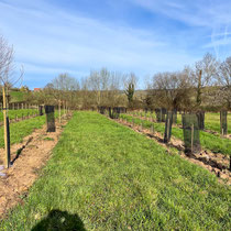 Exemple de création d'une haie brise-vent à 4 rangs (1 cépées, 1 hauts jets, 1 cépées et 1 petits arbustes de bourrage)