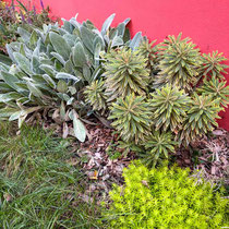 Octobre 2025 : le jardin a presque 1 an