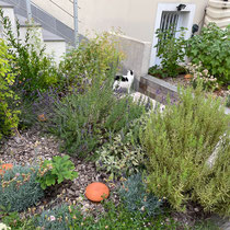 Juin 2023 : le jardin a 1 an
