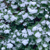Lierre et neige