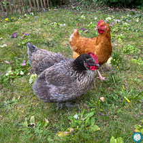 Accueillir des poules