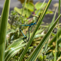 Demoiselles