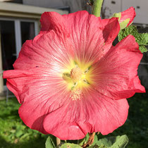 Rose trémière