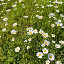 Marguerite