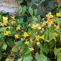 Epimedium 'Orangekönigin'