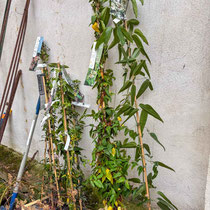Arrivée des plantes