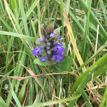 Bugle rampante