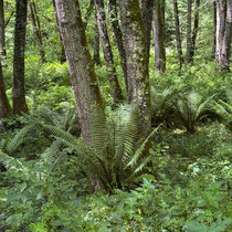 Val Maubrune - Le sous-bois