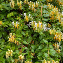 Bon accueil : Chèvrefeuille (floraison en fin de printemps et été)