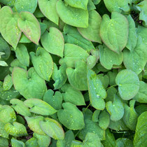 Epimedium 'Orangekönigin'