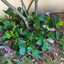 Bergenia