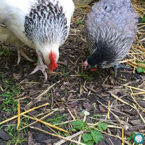 Accueillir des poules
