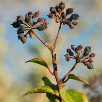 Lierre en fruit