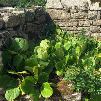 Bergenia