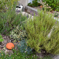 Ollas pour irriguer un jardin au Perreux sur Marne
