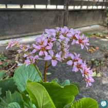 Bergenia