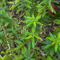 Les jolies feuilles allongées de la verveine citronnelle.