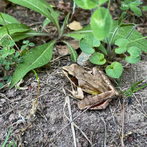 Grenouille