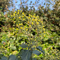 Lierre en fleur