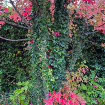 Lierre sur un tronc d'arbre