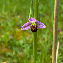 Orchidée abeille