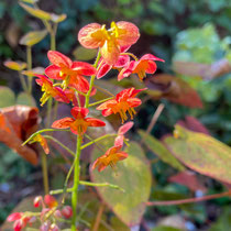 Epimedium 'Orangekönigin'