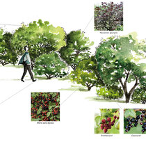 Exemple de haie fruitière