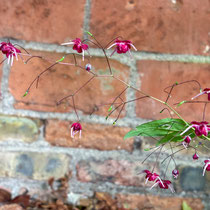 Epimedium 'Rubrum'