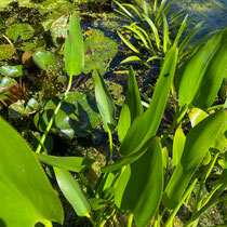 Mes amies les libellules