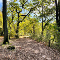 Abords du lac des Minimes au bois de Vincennes