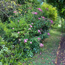 Arbuste du fruticetum