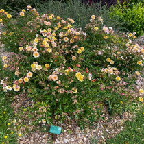 Rosier couvre-sol 'Calizia' : magnifique !