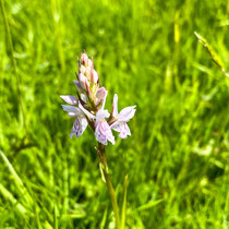 Orchidée sauvage