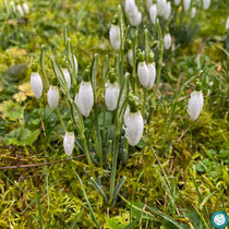 Perce-neige