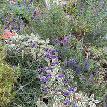 Juin 2023 : le jardin a 1 an
