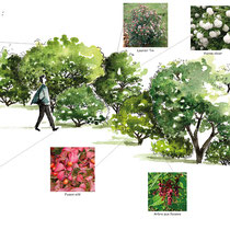 Exemple de haie pour les oiseaux