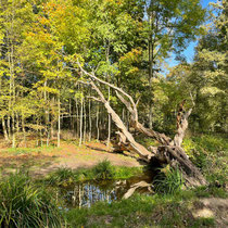 Abords du lac des Minimes au bois de Vincennes