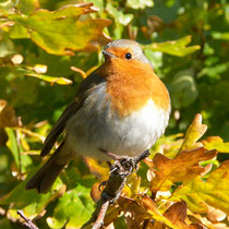 Rouge-gorge