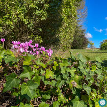 Cyclamen de Naples
