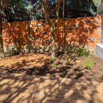Jardin 2 semaines après plantation