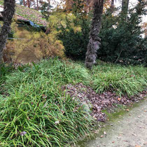 Liriope muscari