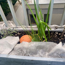 Mise en place des ollas et plantations