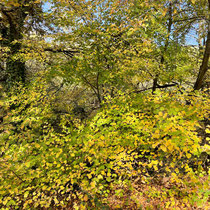 Bal de feuilles colorées