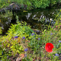 Belle association : coquelicot et primevère