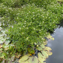 Plantes aquatiques
